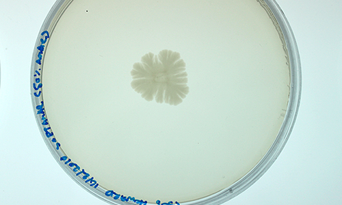 Howard Boland, 'katE', 2010 - a plate rich on food in the center and poor around the edges - a colony grows into a fract