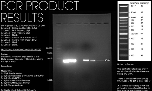 Gel Imaging and Analysis – Visualizing and interpreting DNA fragments through gel electrophoresis, a crucial step in ver