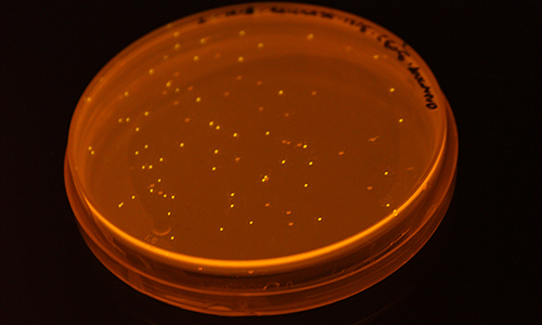 ARTISTS IN LABORATORIES