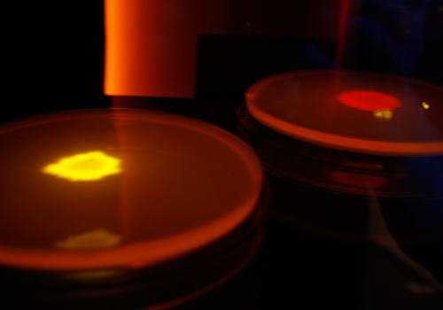 Howard Boland, katERED, Art from Synthetic Biology, The Royal Institute of Great Britain © C-LAB