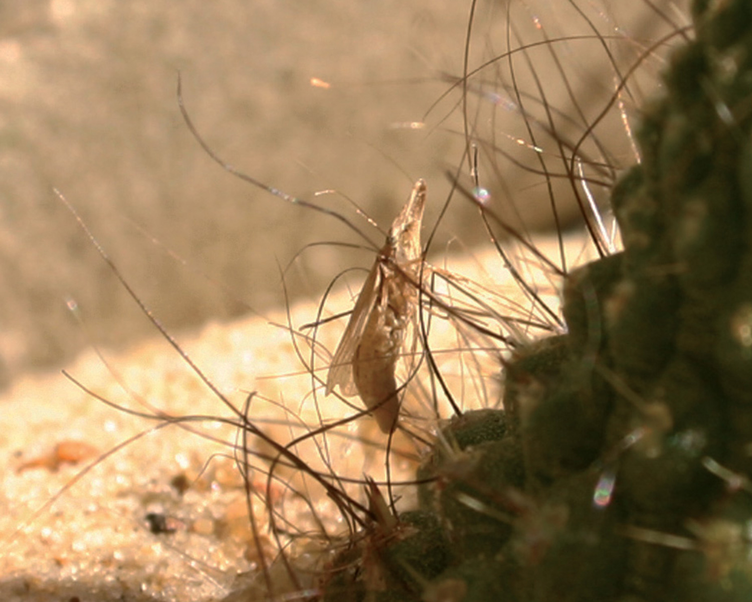 Insect resting on transplanted transgenic cactus, Desierto de Sonora, Estado Libre y Soberano de Sonora, México, 2004 © 