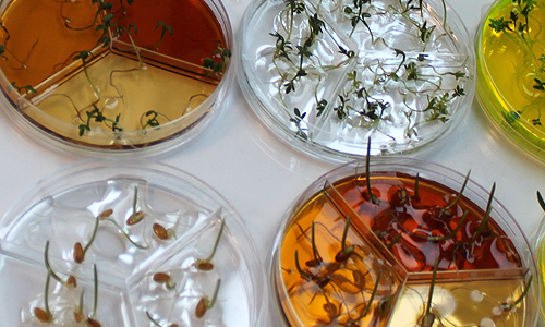 Nanomagnetic Plants (2011)