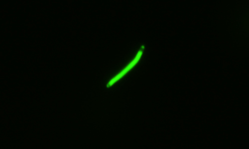 Stress-o-stat (2011) Single bacterium expressing fluorescent proteins, University of Westminster, London, UK, 2011 © C-L