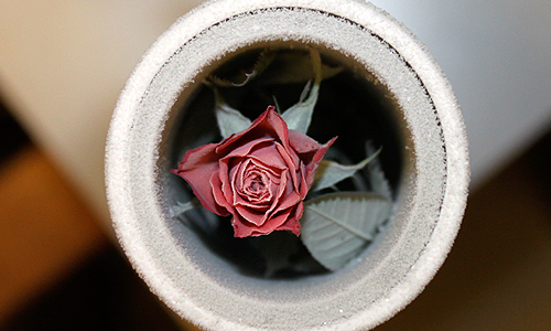 Roses seconds after exposure to Martian atmospheric parameters at the Mars Simulation Laboratory, University Aarhus