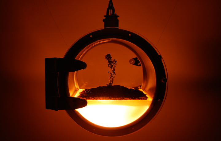 The Martian Rose 