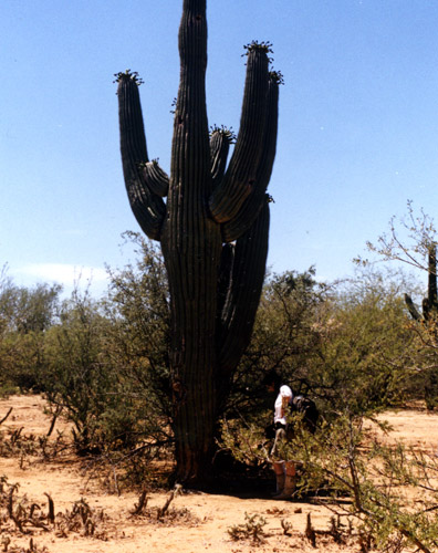 Saying Goodbye to Transgenic Cactus Next to Saguaro Cactus, The Mexico Project,  May 2004,  Sonora Desert, Mexico