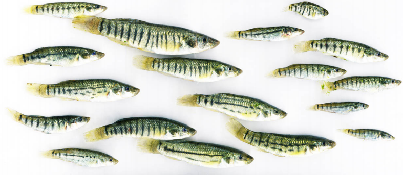Striped Killifish, Fundulus Majalis, 2003