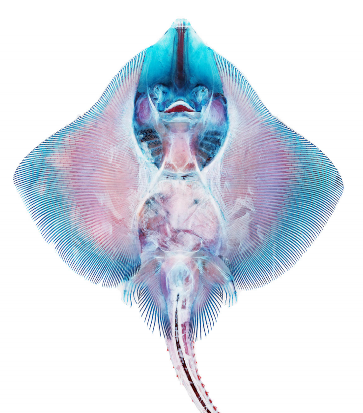 Cleared and Stained Clearnose skate, Raja eglanteria, 2001/03