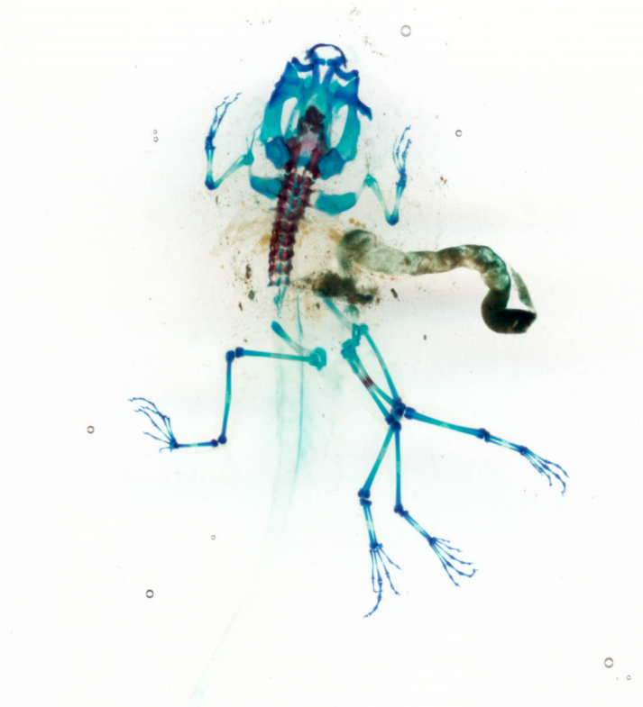 DFA 25, Prometheus, 2003/07
