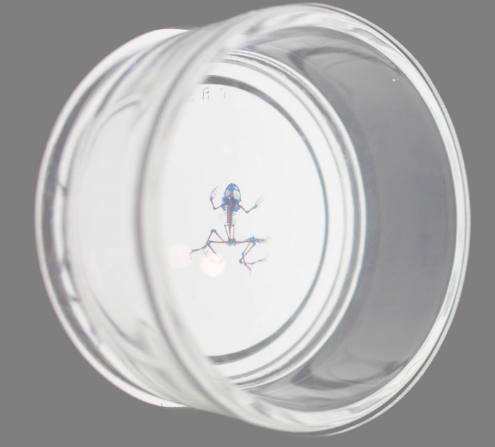 Biotechnique, 2007 (Photo: Phillip Ross)