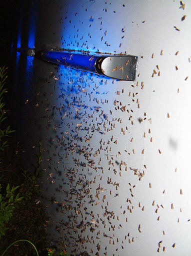 Love Motels for Insects: Bavaria Variation 2005, 2001 - ongoing