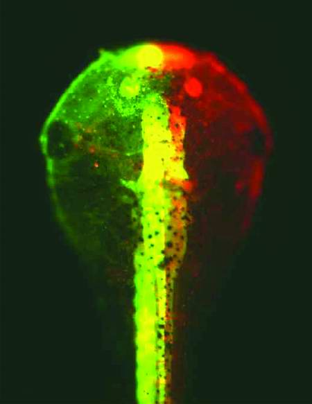 Senses Alert (fragment of GFP-catalogue), 2001 -