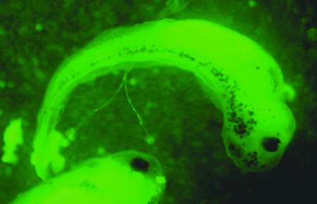 Senses Alert (fragment of GFP-catalogue), 2001 - 
