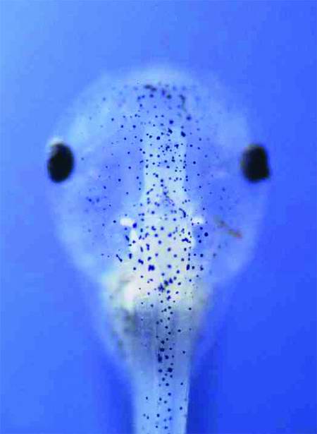 Senses Alert (fragment of GFP-catalogue), 2001 - 