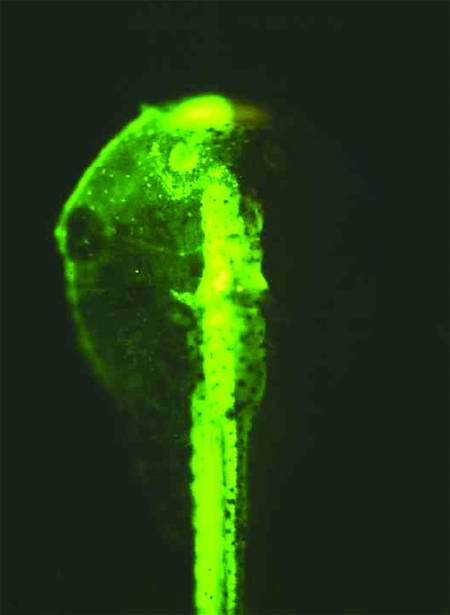 Senses Alert (fragment of GFP-catalogue), 2001 - 