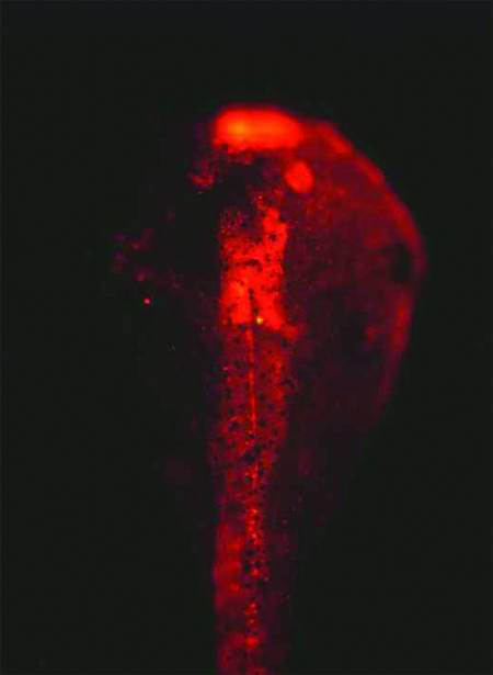 Senses Alert (fragment of GFP-catalogue), 2001 - 
