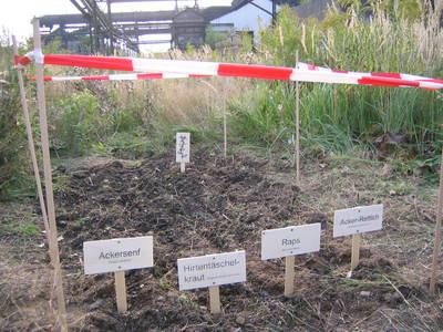Natural Reality Superweed, Dortmund superweed workshop, 1999