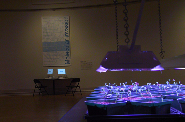 Molecular Invasion 2002-04. CAE, Beatriz da Costa, and Claire Pentecost.