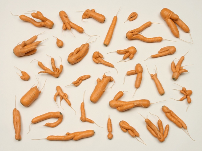Morphotheque #9, 1997