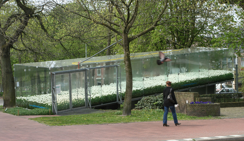 Tschumi Tulips, 2008