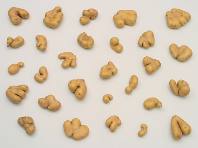 Morphotheque #8, 1994