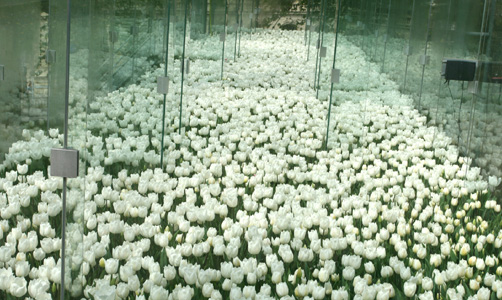 Tschumi Tulips, 2008