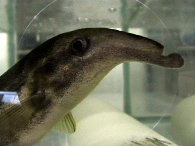 ENKi, 2005-2009