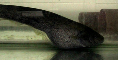 ENKi, 2005-2009