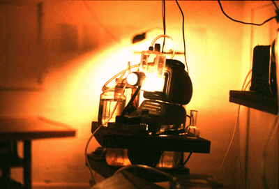 Pondlife projector, 1999