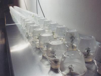 One Tree(s), 2000