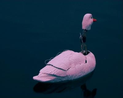 Robotic Geese, 2003