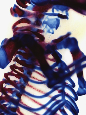 wonder/controversy, an experimental book, 2003