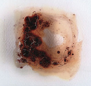 bacteria paintings