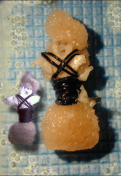 The Semi-Living Worry Dolls, 2000