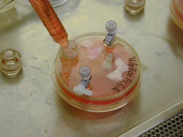 TC&A, in collaboration with Stelarc, ‘Extra Ear ¼ Scale’, 2003