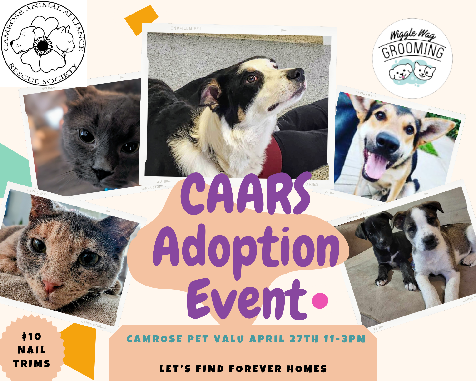 CAARS Pet Valu Adoption event and Nail trimming