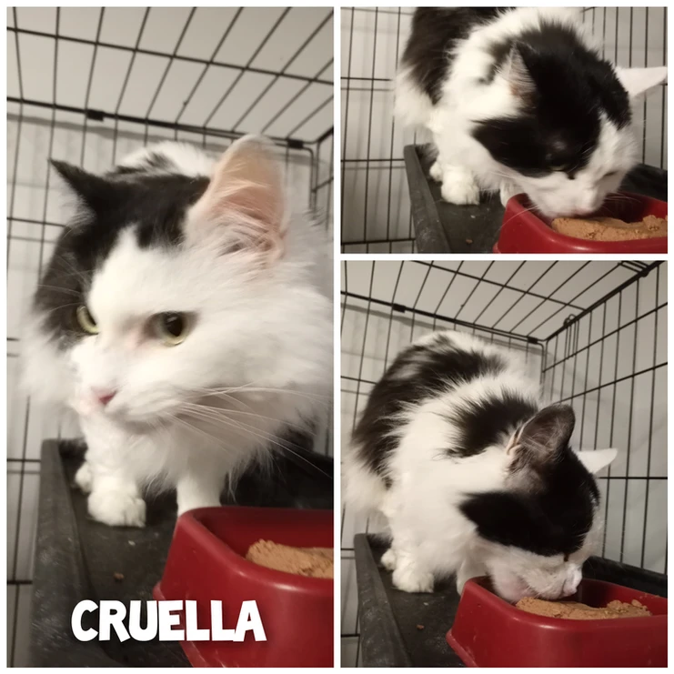 Adopted Animal Image 10