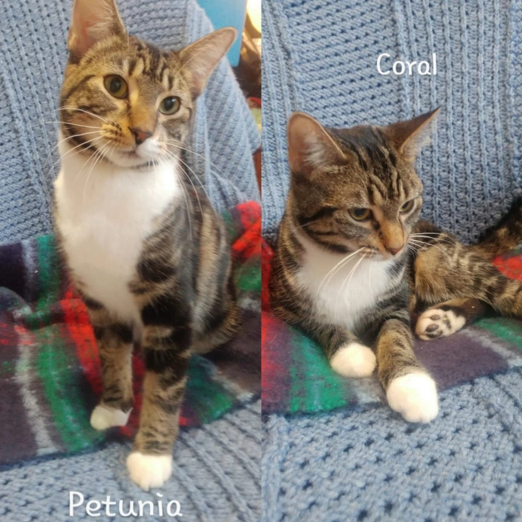 Adopted Animal Image 3