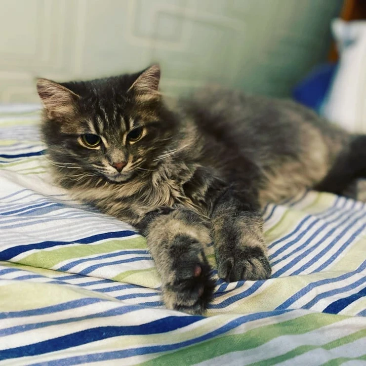 Adopted Animal Image 5