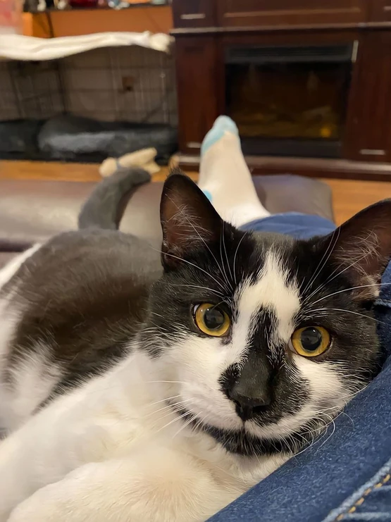 Adopted Animal Image 1