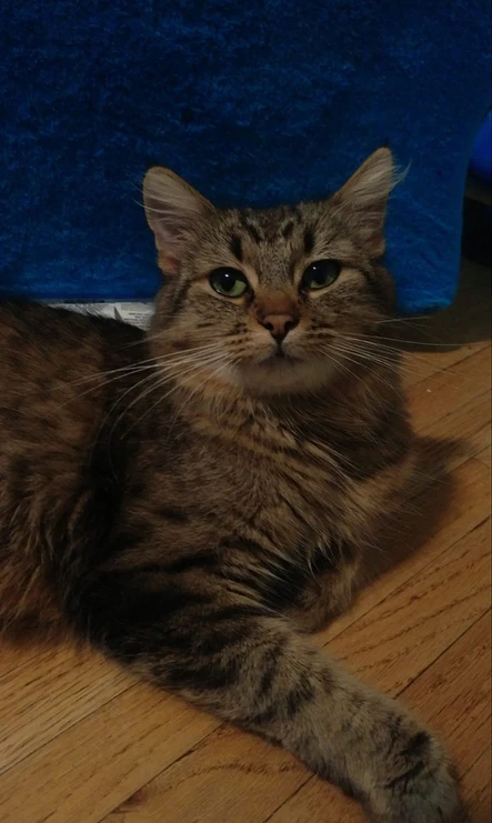 Adopted Animal Image 2