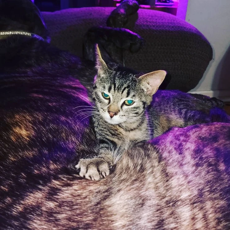 Adopted Animal Image 9