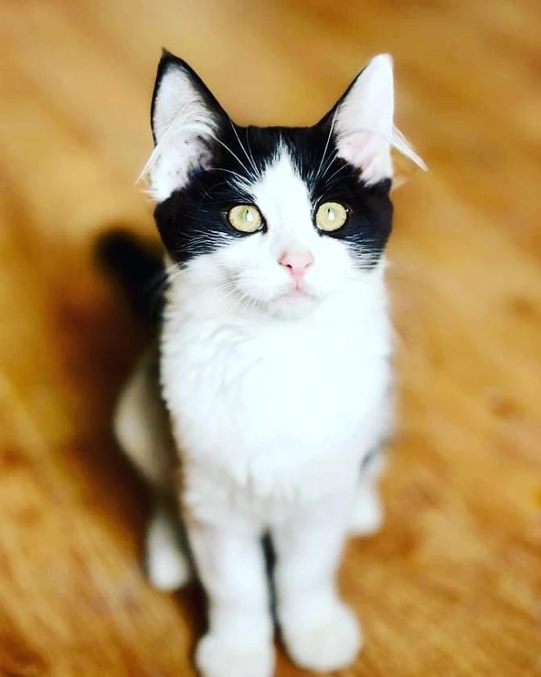 Adopted Animal Image 12