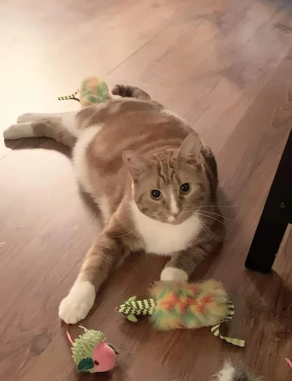 Adopted Animal Image 8