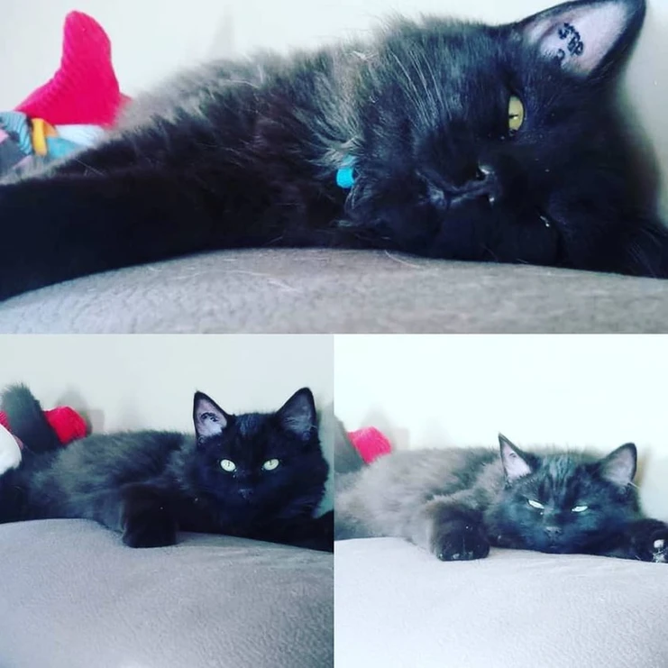 Adopted Animal Image 4