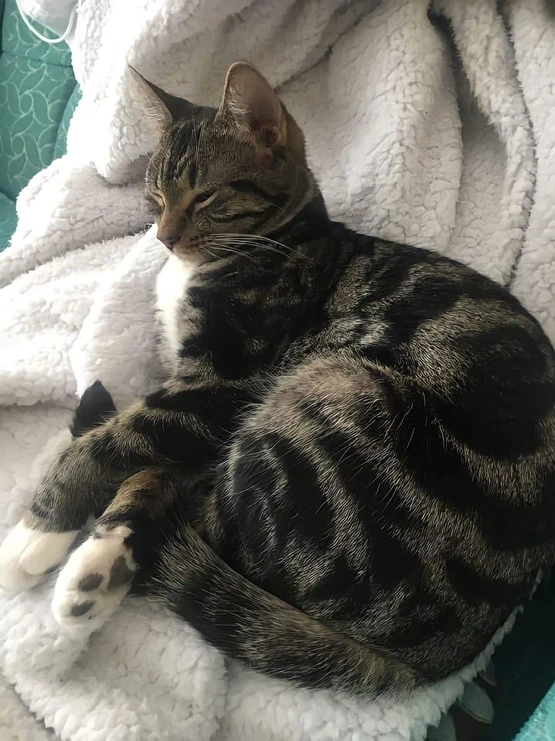 Adopted Animal Image 6