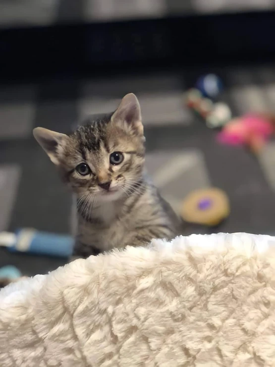 Adopted Animal Image 7