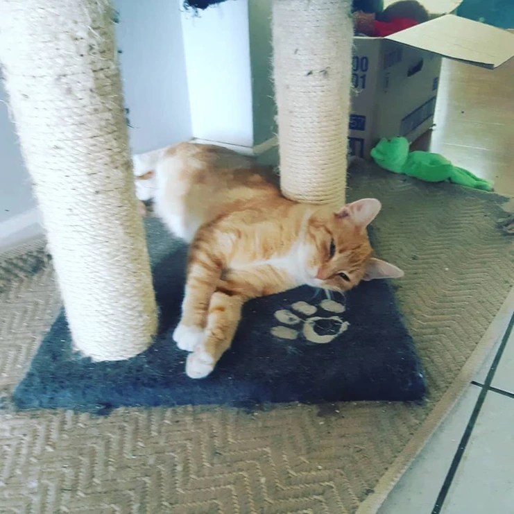 Adopted Animal Image 11