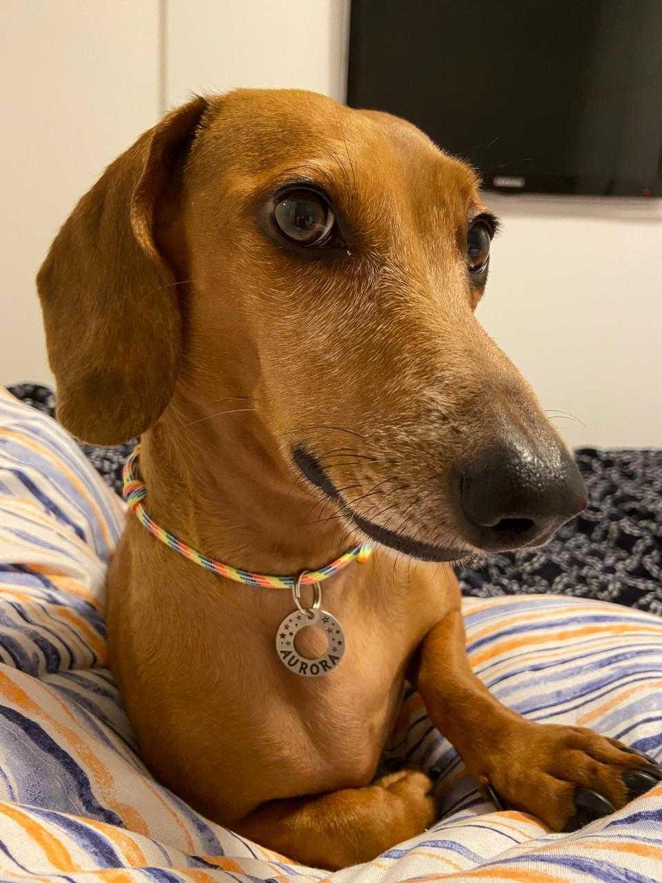 Quando comecei a notar que algo estava errado com a minha dachshund 