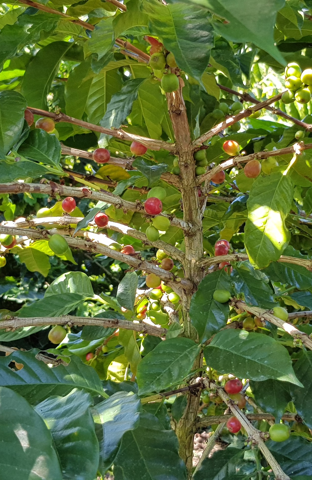 El café y sus procesos.